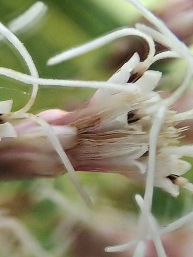 210928118hujibakama.jpg