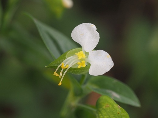 210928154tuyukusa.jpg