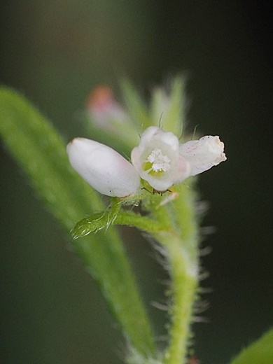 211010159sadekusa.jpg
