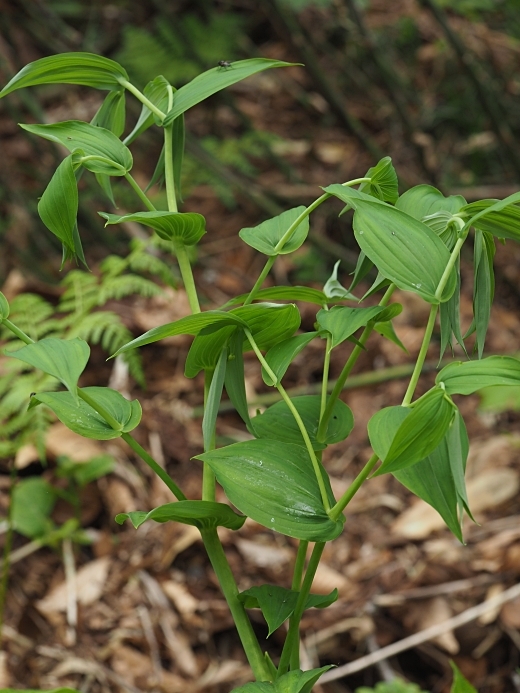 220618085oobatakesimaran .jpg