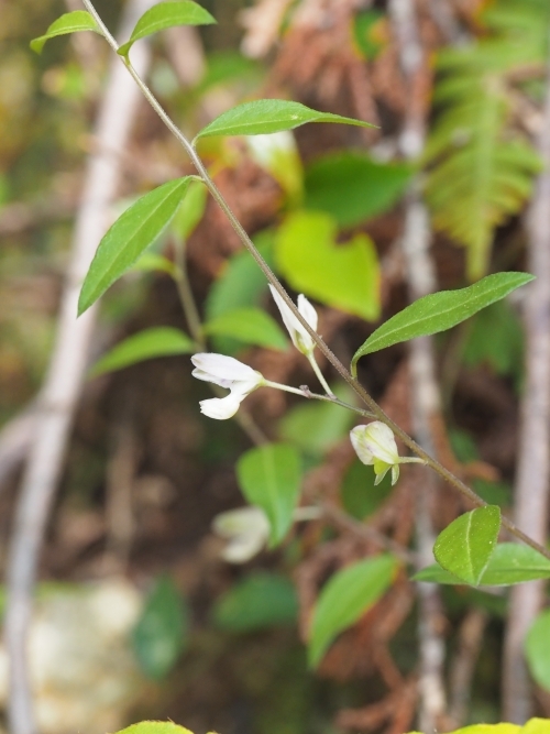 himehagi230511022.jpg
