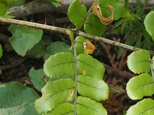 marubabenisida230511014.jpg