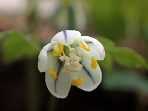 saikokusabanoo230509175.jpg