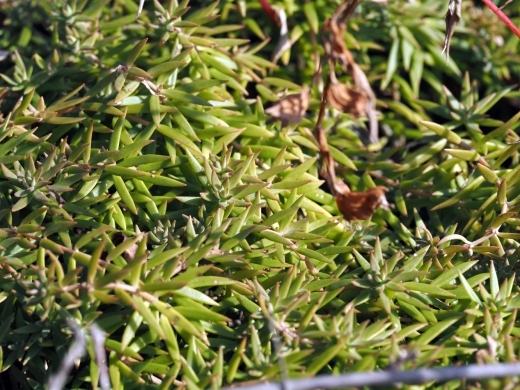 241031039onomannengusaka.jpg
