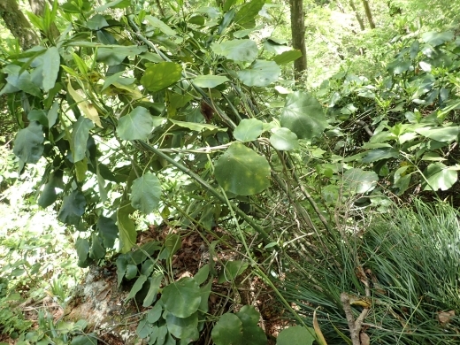 250421019kijoran.jpg