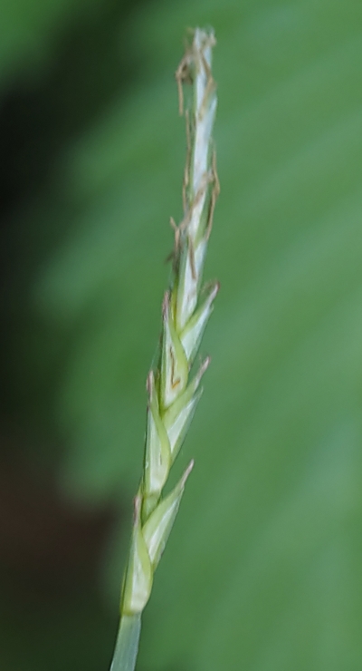 250421074sirakosuge.jpg