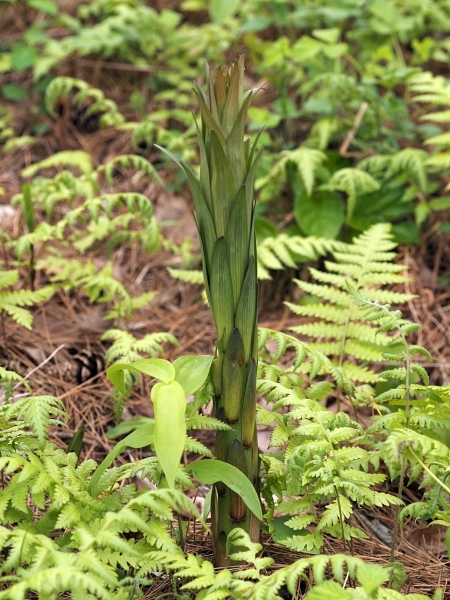250505021yamayuri.jpg