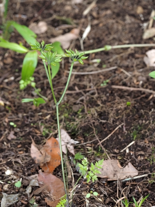 250505046seribaourenn.jpg