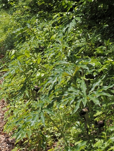 250509123urasimasou2000.jpg