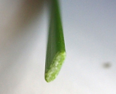 250509225inuika.jpg