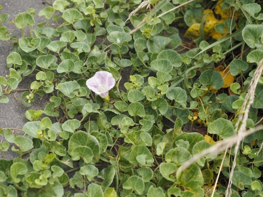 250717044hamahirugao.jpg