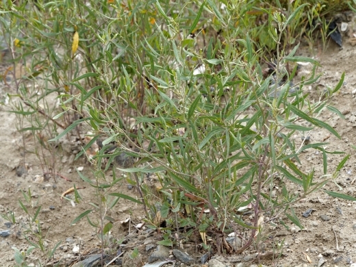 250717048hosobahamaakaza.jpg