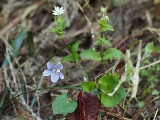 usihakobe130413013tatitubo.jpg