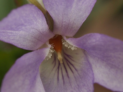 アイヌタチツボスミレ