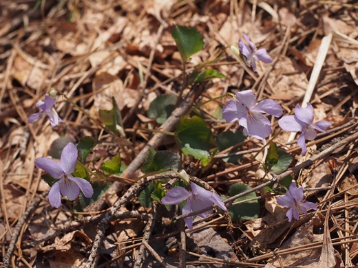 アイヌタチツボスミレ