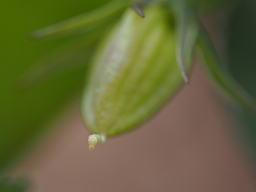 アイヌタチツボスミレ