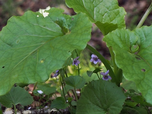 140508057kakurega.jpg