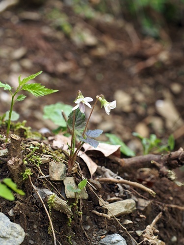 150418089hikage.jpg
