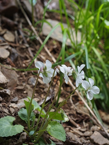 150418116maruba.jpg