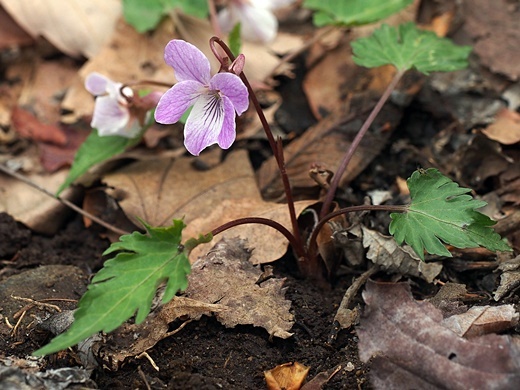 �I�N�^�}�X�~��