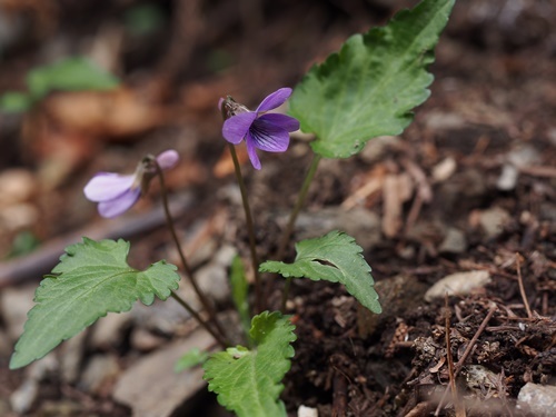フギレコスミレ