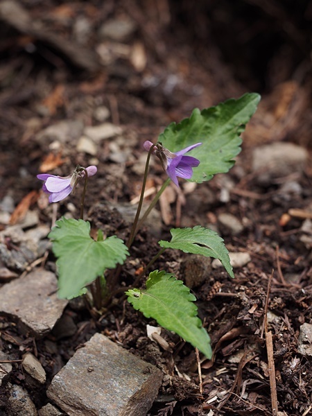 フギレコスミレ