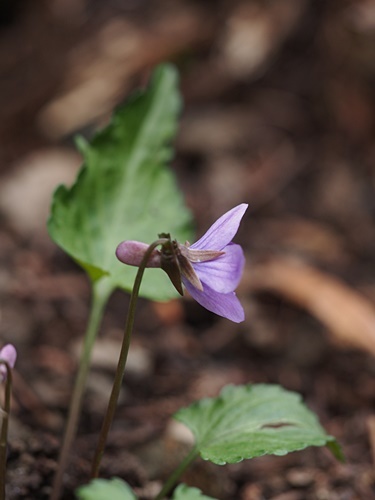フギレコスミレ