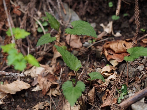 フギレコスミレ