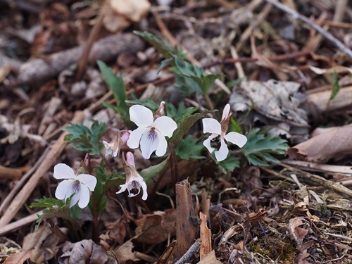 �L�N�o�q�i�X�~��