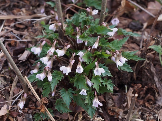 �L�N�o�q�i�X�~��