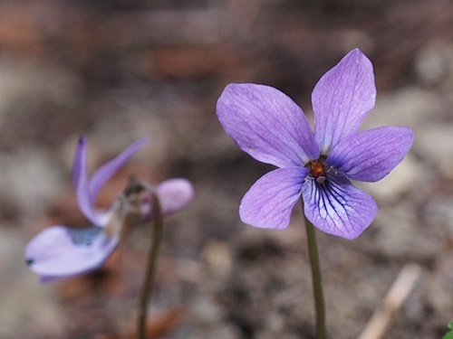 フギレコスミレ