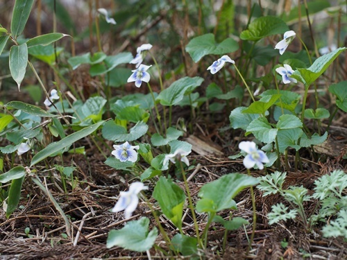 150423333puriceana.jpg
