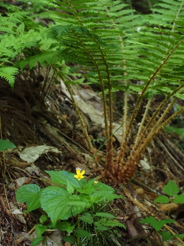 フチゲオオバキスミレ