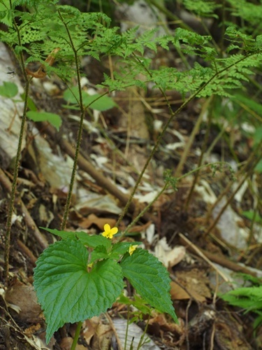 フチゲオオバキスミレ