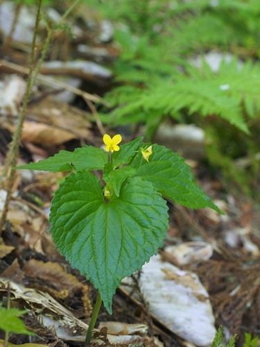 フチゲオオバキスミレ