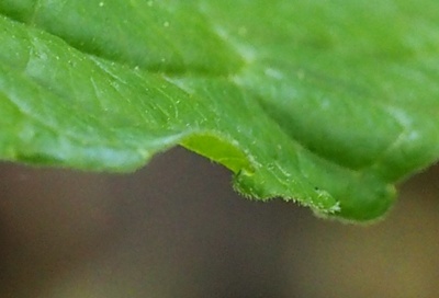 フチゲオオバキスミレ