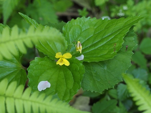 フチゲオオバキスミレ