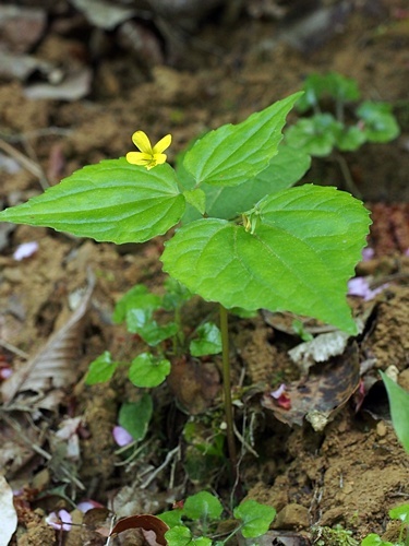 フチゲオオバキスミレ