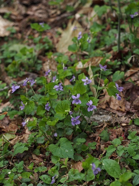 オオタチツボスミレ