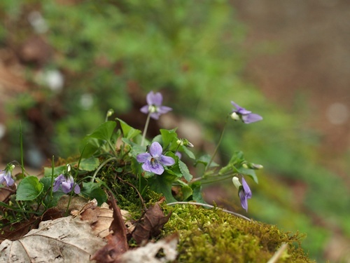 オオタチツボスミレ