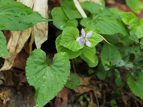 オオタチツボスミレ