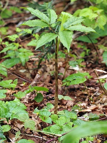 150514095daisen.jpg
