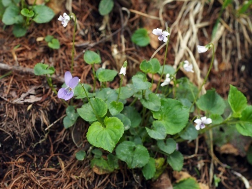 オオタチツボスミレ