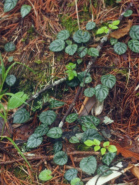 150531176huirimiyama.jpg