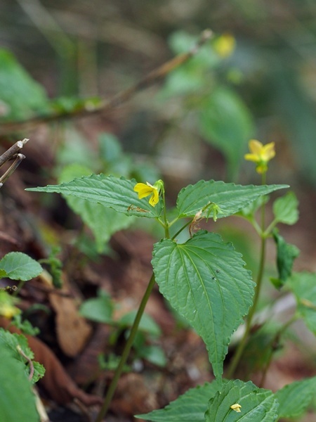 オオバキスミレ