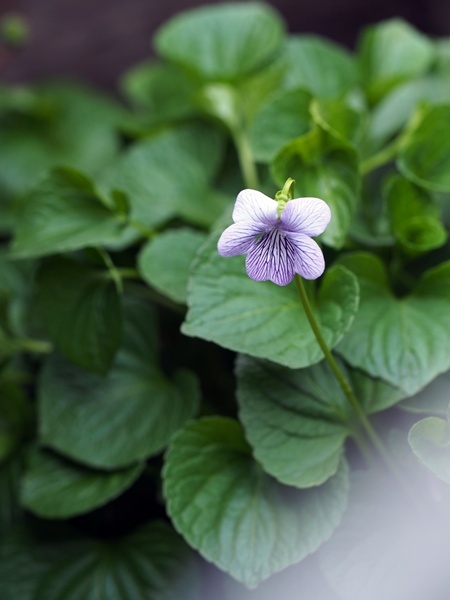 オオバタチツボスミレ