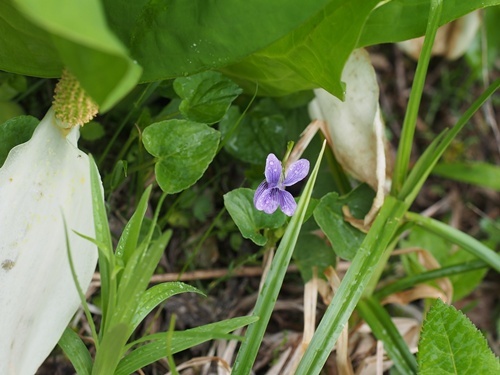 オオバタチツボスミレ