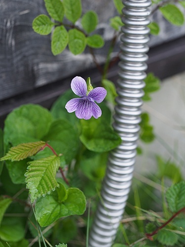 オオバタチツボスミレ