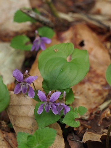 �~���}�X�~��