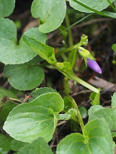 オオバタチツボスミレ